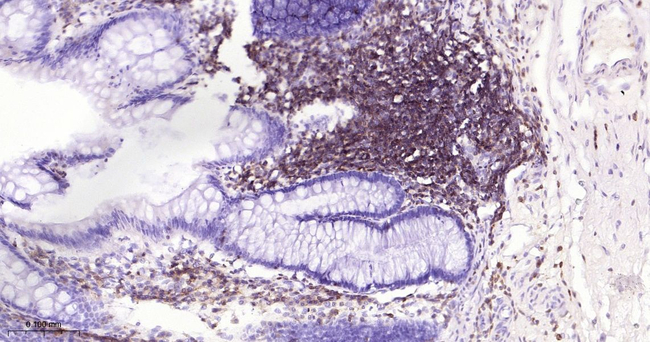 ICAM3 Antibody in Immunohistochemistry (Paraffin) (IHC (P))