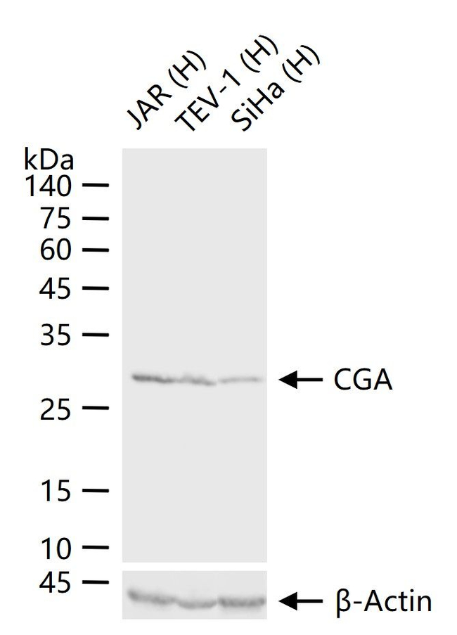 CGA Antibody in Western Blot (WB)