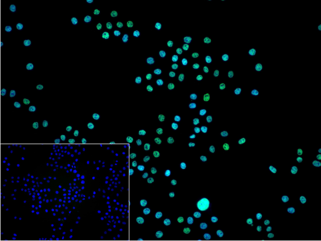 FUBP1 Antibody in Immunocytochemistry (ICC/IF)