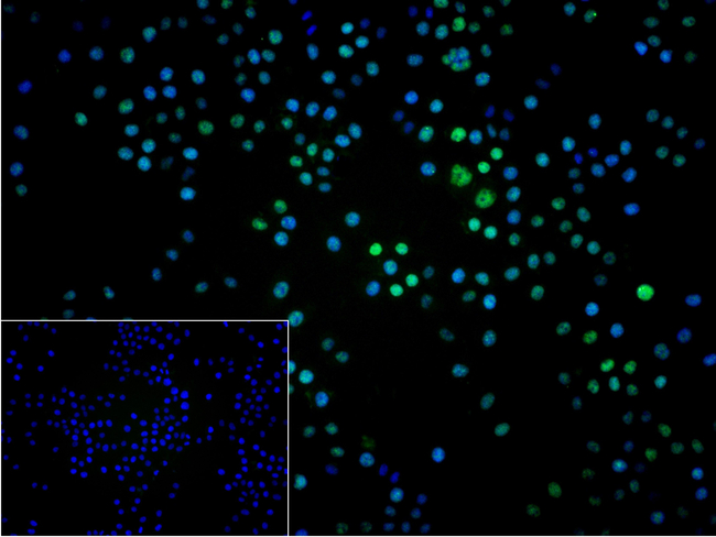 RPA2 Antibody in Immunocytochemistry (ICC/IF)