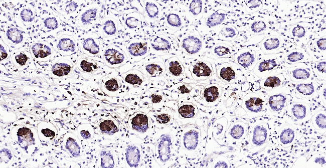 Lysozyme Antibody in Immunohistochemistry (Paraffin) (IHC (P))