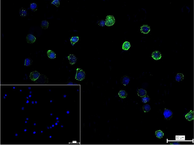 Moesin Antibody in Immunocytochemistry (ICC/IF)