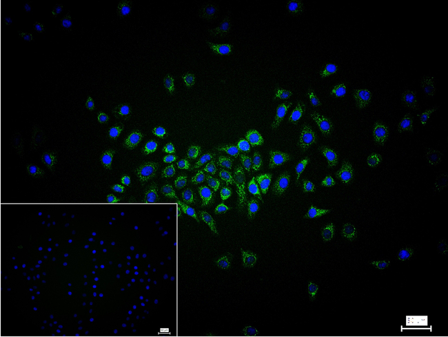 PDHA1 Antibody in Immunocytochemistry (ICC/IF)