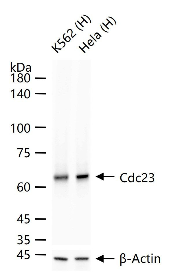 Cdc23 Antibody in Western Blot (WB)