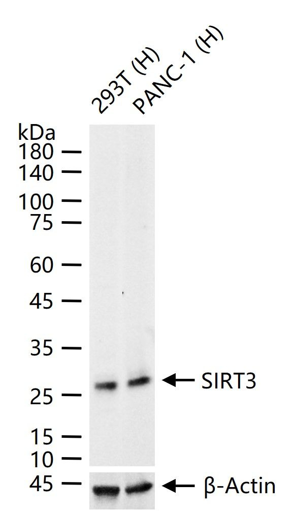 SIRT3 Antibody in Western Blot (WB)