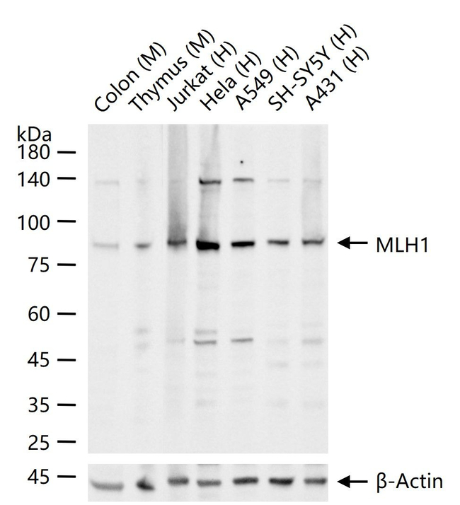 MLH1 Antibody in Western Blot (WB)
