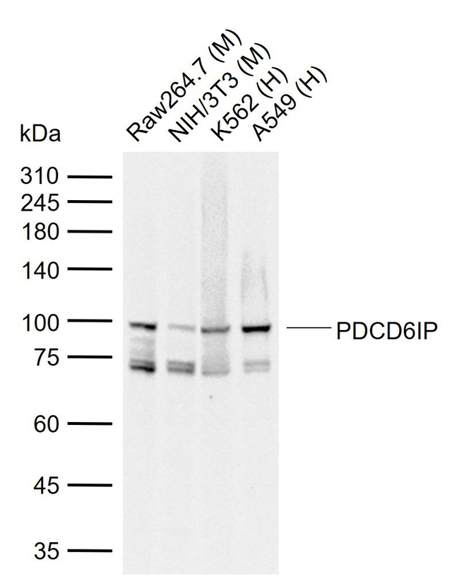 Alix Antibody in Western Blot (WB)