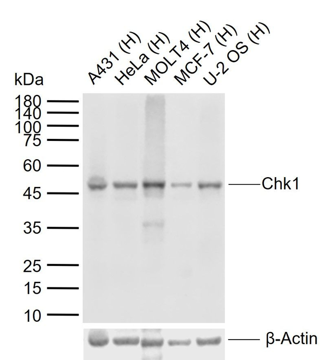 Chk1 Antibody in Western Blot (WB)