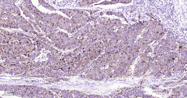 Chromogranin A Antibody in Immunohistochemistry (Paraffin) (IHC (P))