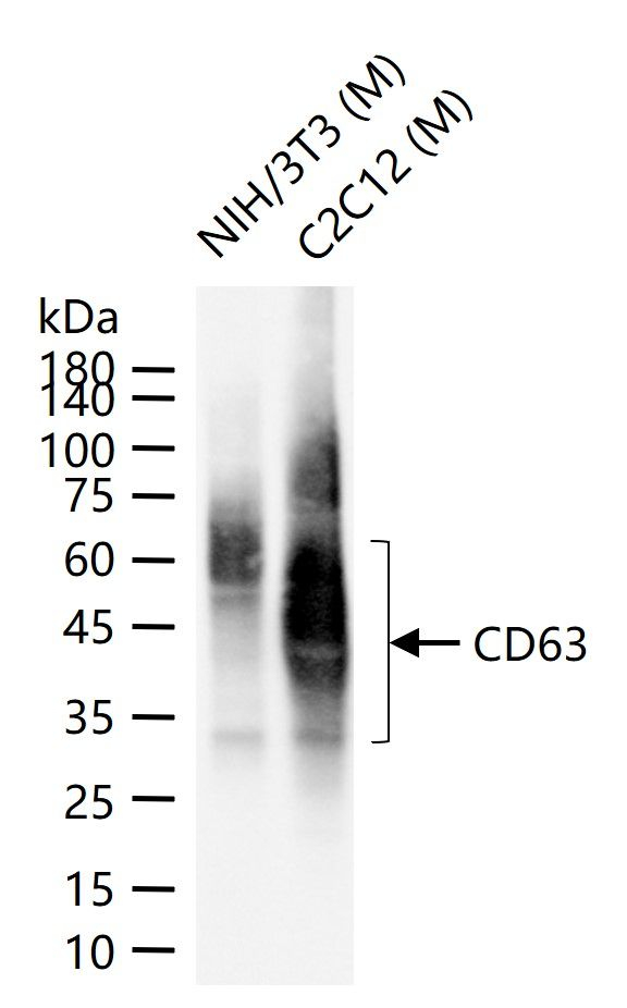 CD63 Antibody in Western Blot (WB)