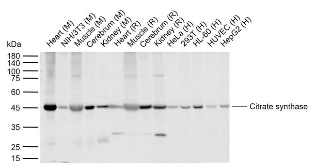 Citrate Synthase Antibody in Western Blot (WB)