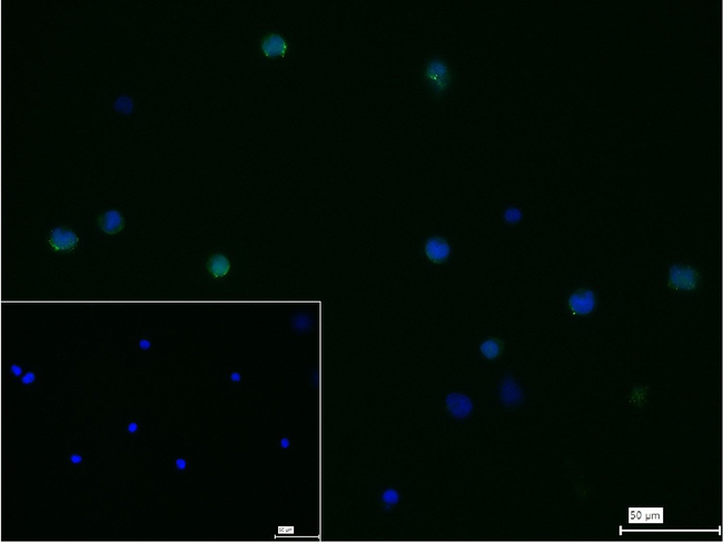 CD206 Antibody in Immunocytochemistry (ICC/IF)