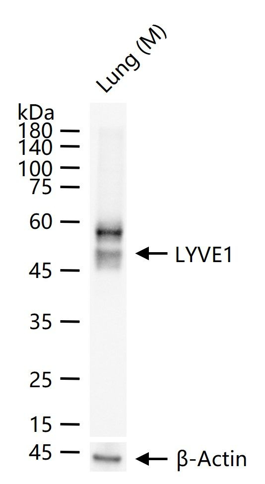LYVE1 Antibody in Western Blot (WB)