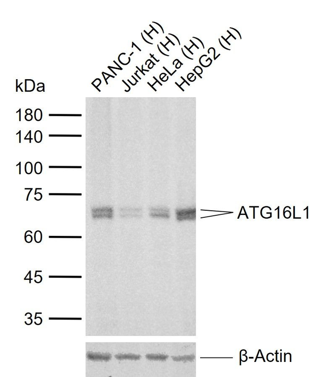 ATG16L1 Antibody in Western Blot (WB)