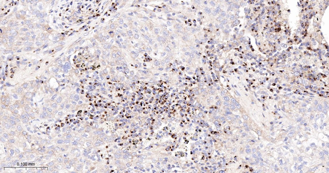 BAX Antibody in Immunohistochemistry (Paraffin) (IHC (P))