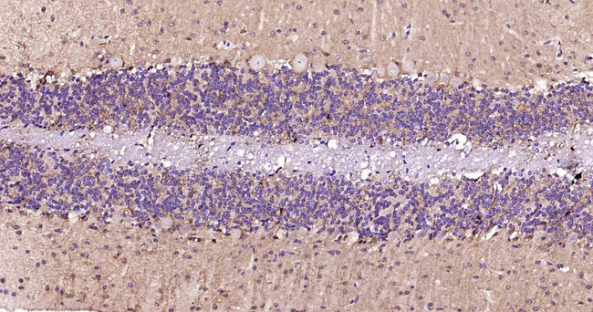 NSE Antibody in Immunohistochemistry (Paraffin) (IHC (P))