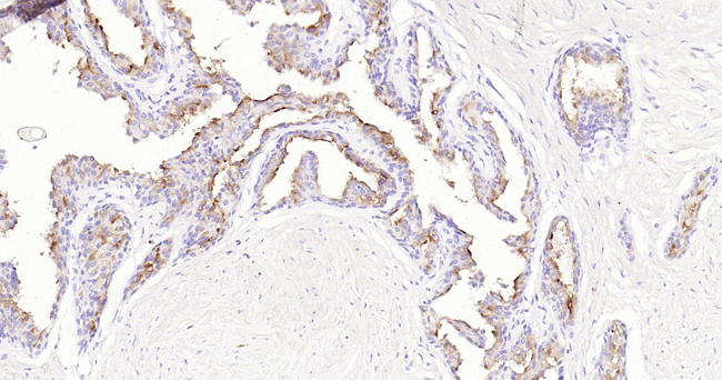 PSMA Antibody in Immunohistochemistry (Paraffin) (IHC (P))