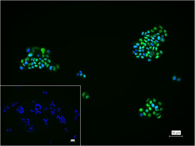 GATA3 Antibody in Immunocytochemistry (ICC/IF)