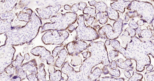 Placental lactogen Antibody in Immunohistochemistry (Paraffin) (IHC (P))