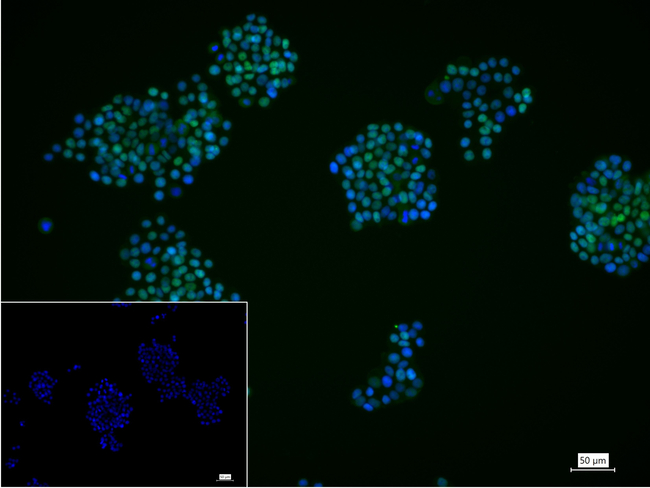 p53 Antibody in Immunocytochemistry (ICC/IF)