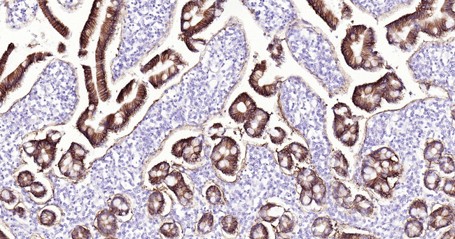 MUC2 Antibody in Immunohistochemistry (Paraffin) (IHC (P))