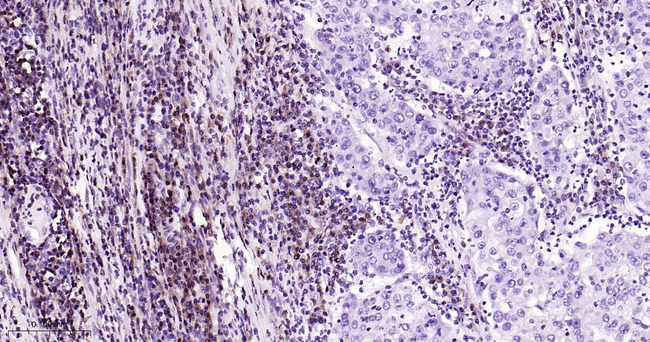 p27Kip1 Antibody in Immunohistochemistry (Paraffin) (IHC (P))