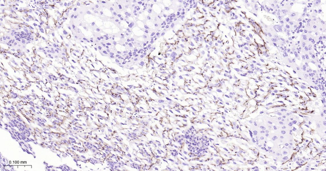 CD34 Antibody in Immunohistochemistry (Paraffin) (IHC (P))