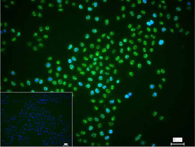 TDP-43 Antibody in Immunocytochemistry (ICC/IF)