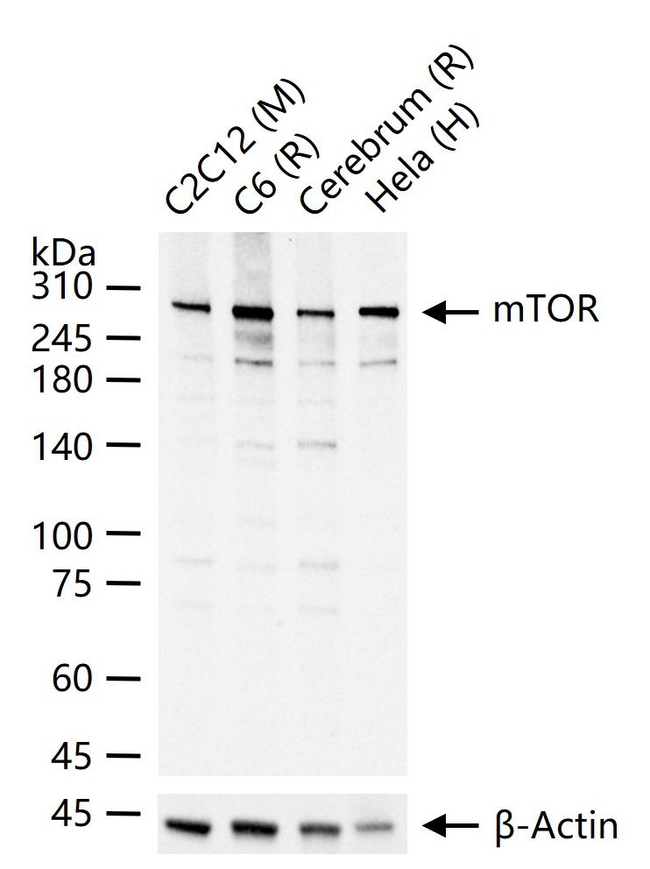 mTOR Antibody in Western Blot (WB)