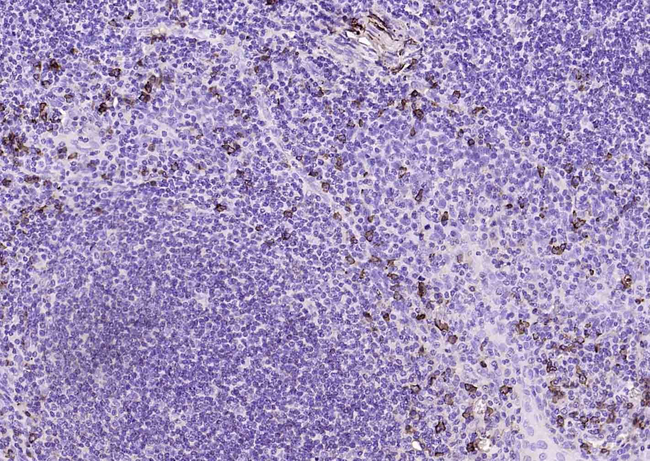 IFI16 Antibody in Immunohistochemistry (Paraffin) (IHC (P))