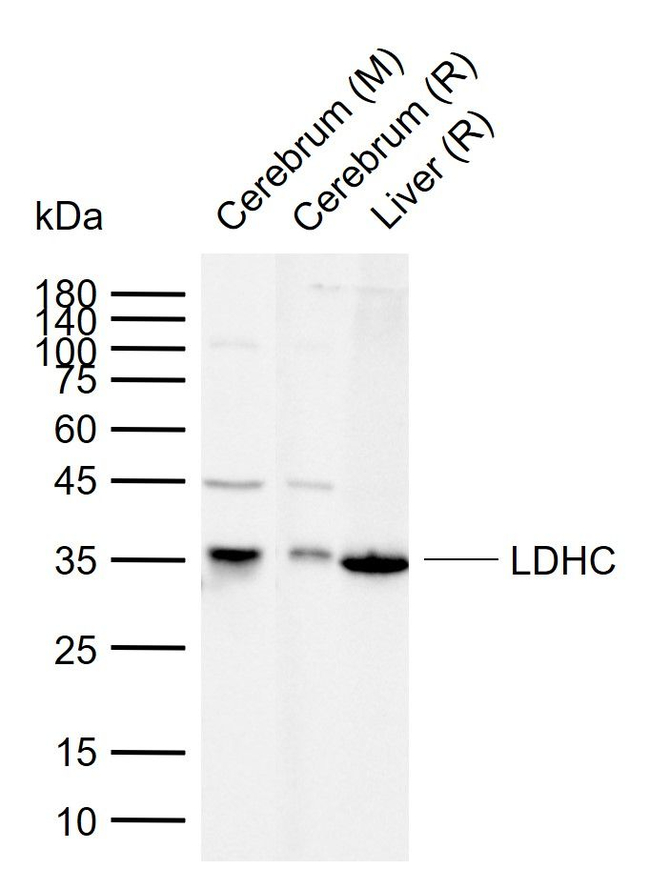 LDHC Antibody in Western Blot (WB)