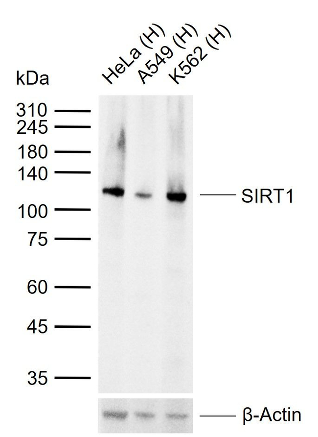 SIRT1 Antibody in Western Blot (WB)