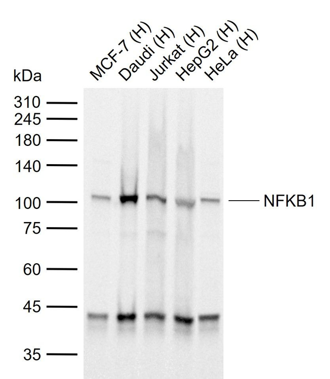 NFkB p50/p105 Antibody in Western Blot (WB)
