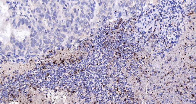 H3R2R8R17cit Antibody in Immunohistochemistry (Paraffin) (IHC (P))
