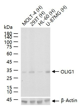 OLIG1 Antibody in Western Blot (WB)