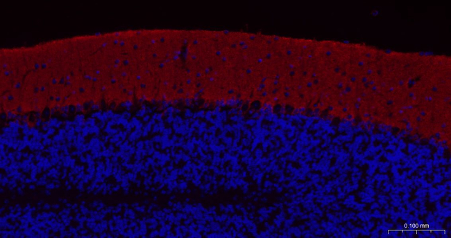 GLAST Antibody in Immunohistochemistry (Paraffin) (IHC (P))