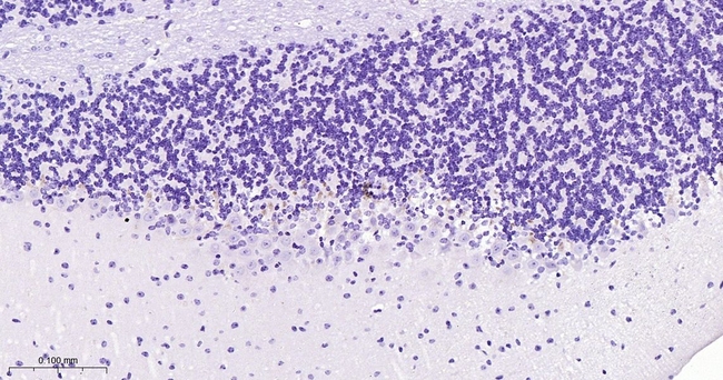 PSD-95 Antibody in Immunohistochemistry (Paraffin) (IHC (P))