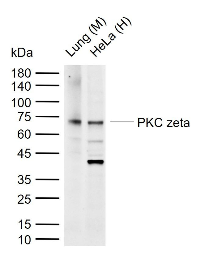 PKC zeta Antibody in Western Blot (WB)