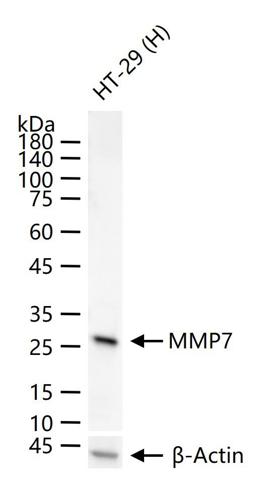 MMP7 Antibody in Western Blot (WB)
