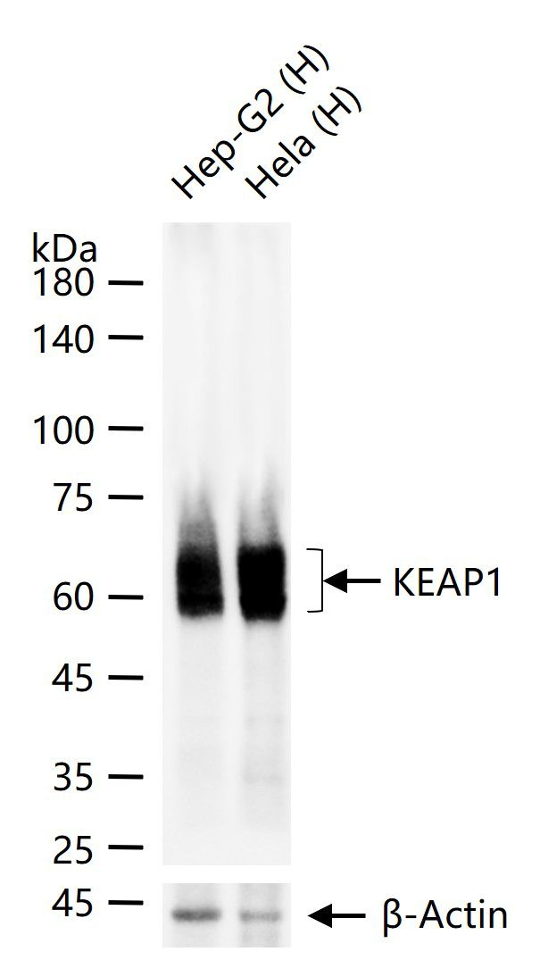 KEAP1 Antibody in Western Blot (WB)