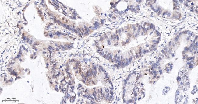 Phospho-S6 (Ser235, Ser236) Antibody in Immunohistochemistry (Paraffin) (IHC (P))