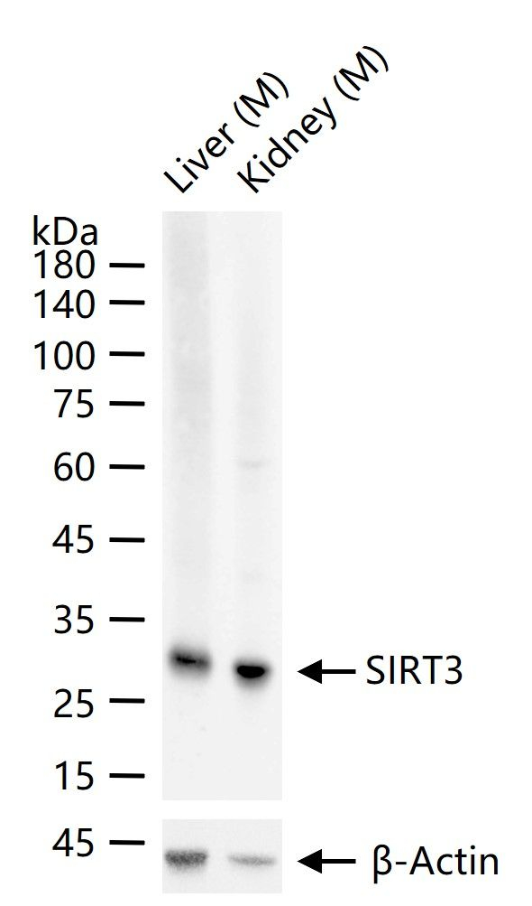 SIRT3 Antibody in Western Blot (WB)