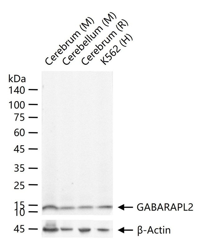 GABARAPL2 Antibody in Western Blot (WB)