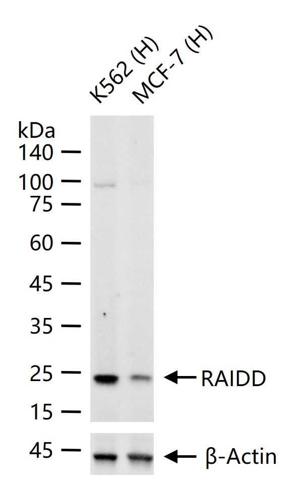RAIDD Antibody in Western Blot (WB)