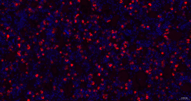 FSH beta Antibody in Immunohistochemistry (Paraffin) (IHC (P))