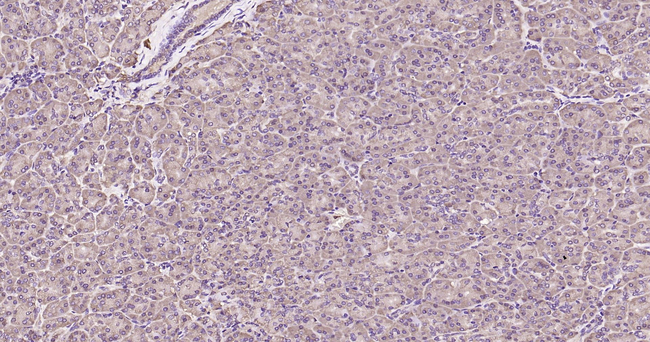 GPI Antibody in Immunohistochemistry (Paraffin) (IHC (P))