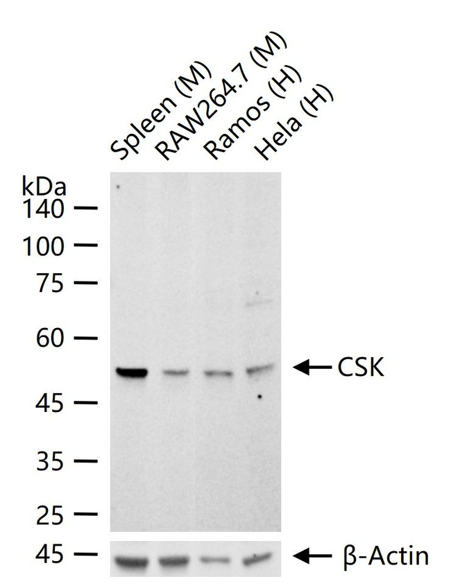 CSK Antibody in Western Blot (WB)