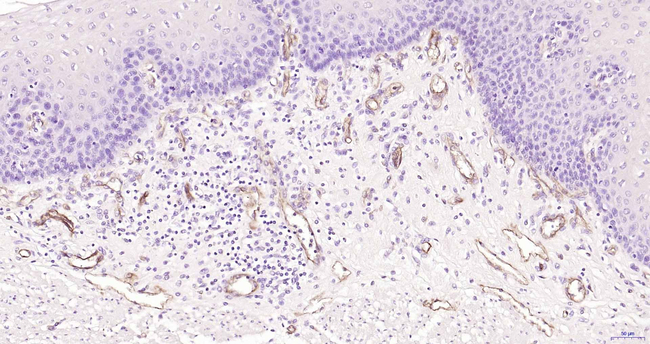 Claudin 5 Antibody in Immunohistochemistry (Paraffin) (IHC (P))