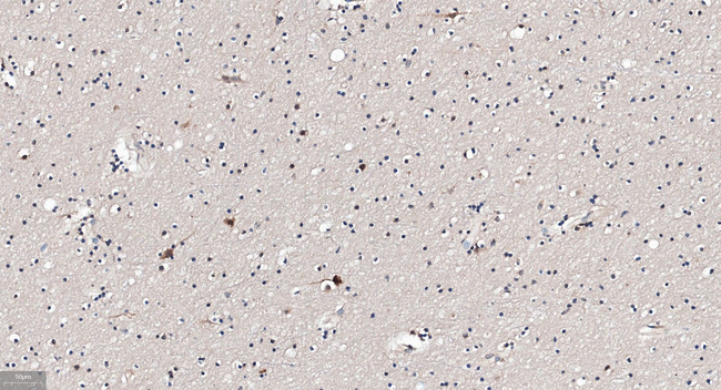 GABARAP Antibody in Immunohistochemistry (Paraffin) (IHC (P))