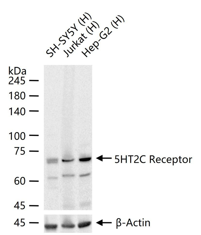 HTR2C Antibody in Western Blot (WB)